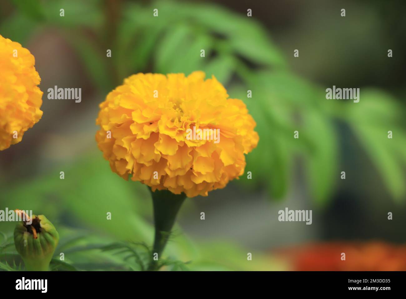 Fiore di Marigold con fuoco selettivo in inverno Foto Stock