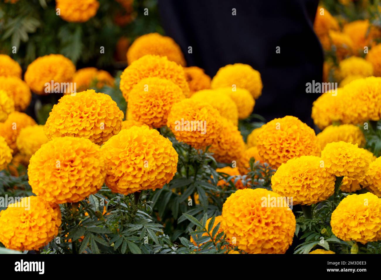 Yawdil 10 fiori artificiali di calendula messicana per il giorno dei morti Diwali casa artigianato festa di Halloween Dia De Los Muertos Decor