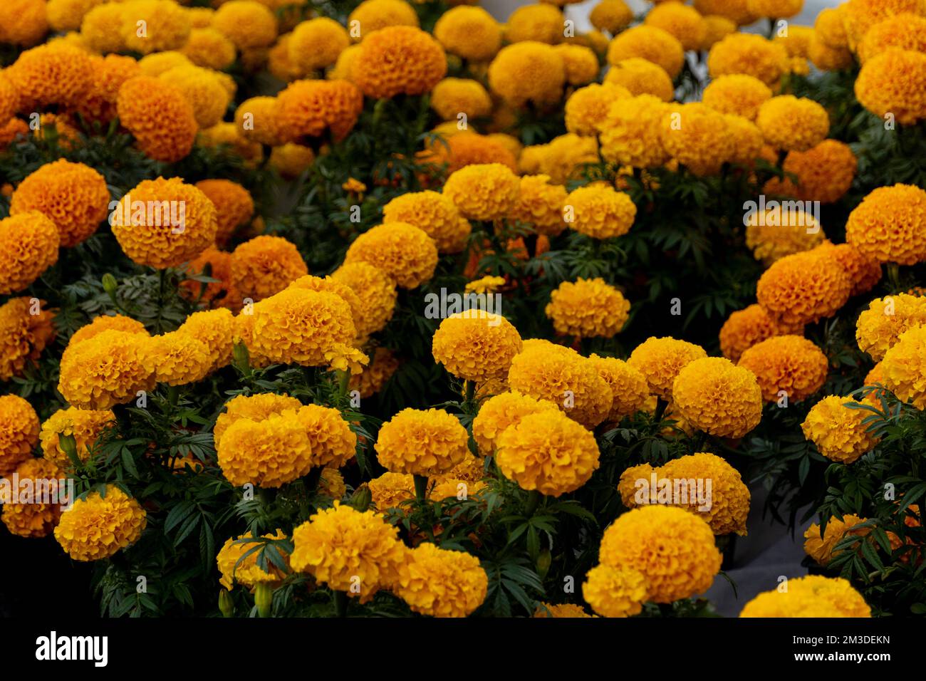 Primo piano di fiori d'arancio Cempasuchil o Marigold. Tagetes erecta tradizionalmente utilizzato in altari Foto Stock
