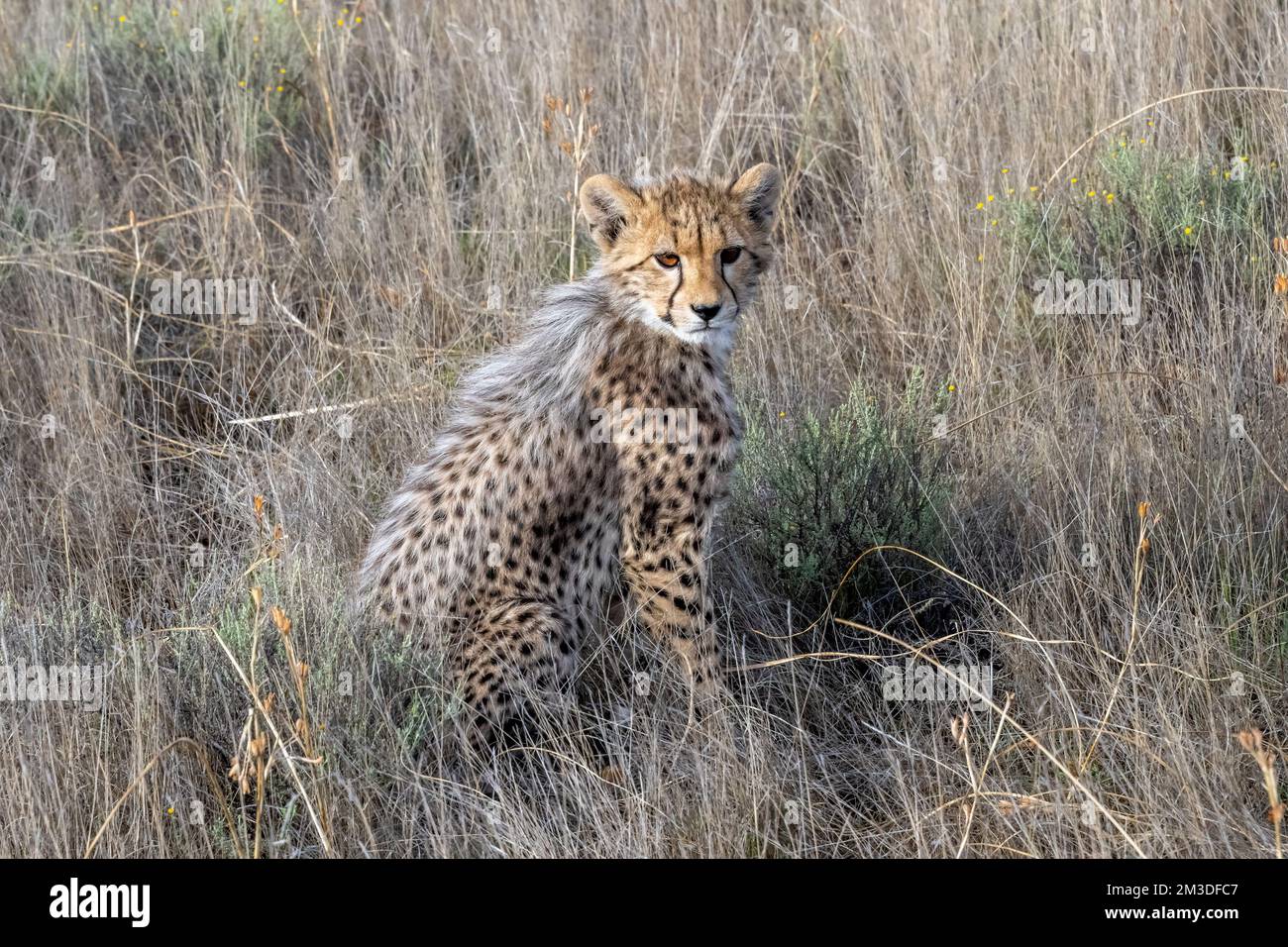 Cheetah Cub seduta nel prato sulla Savannah Foto Stock