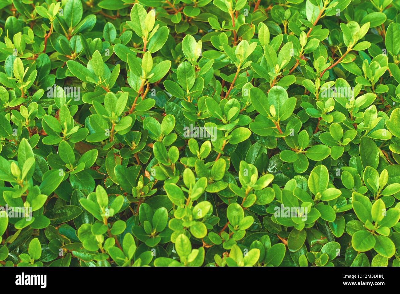 Struttura a foglia di bosso. Foglie lussureggianti sfondo. Buxus Sempervirens rotundifolia. Foto Stock
