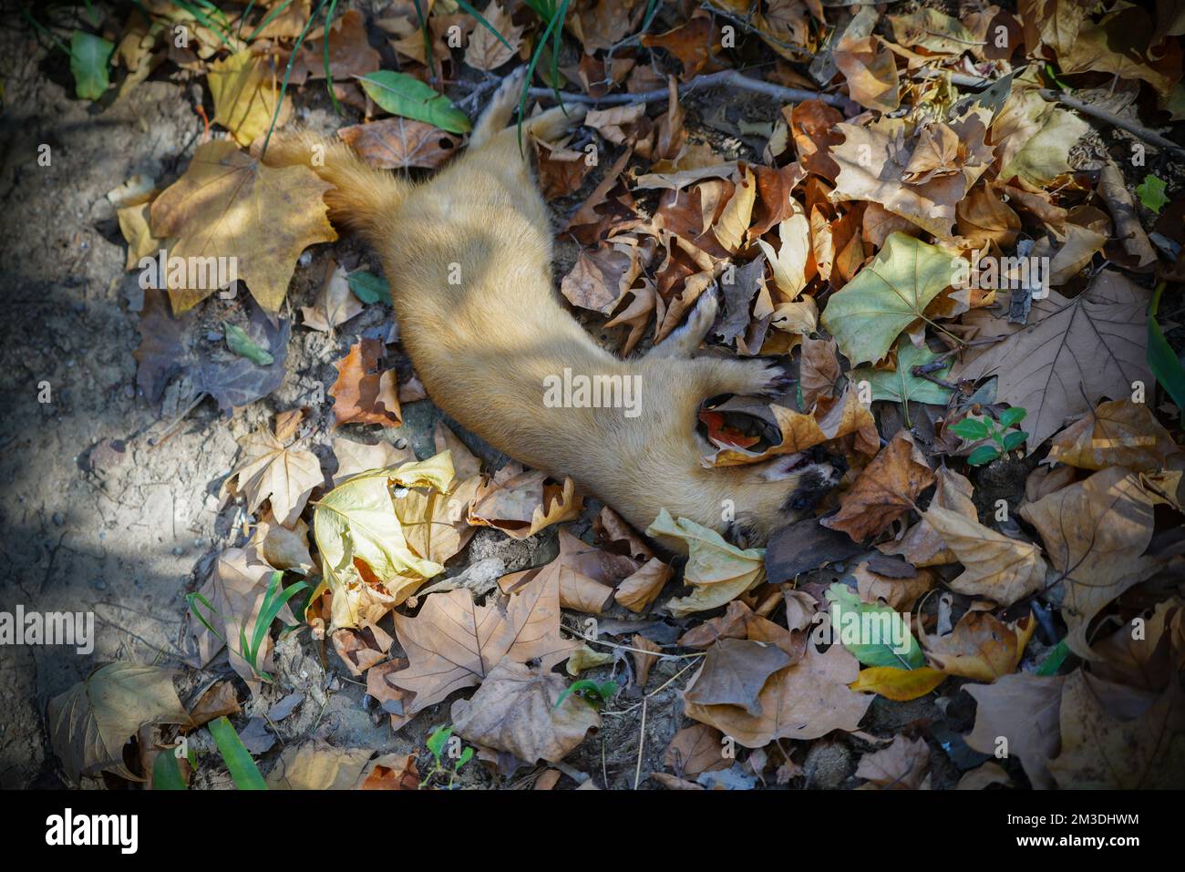 Marrone Weasel morta sdraiata a terra con foglie cadute nel tardo autunno all'inizio dell'inverno Foto Stock