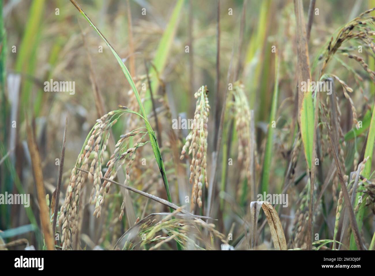 Golden Fields of Abundance: Catturare la bellezza del riso Paddy pronto per la raccolta Foto Stock