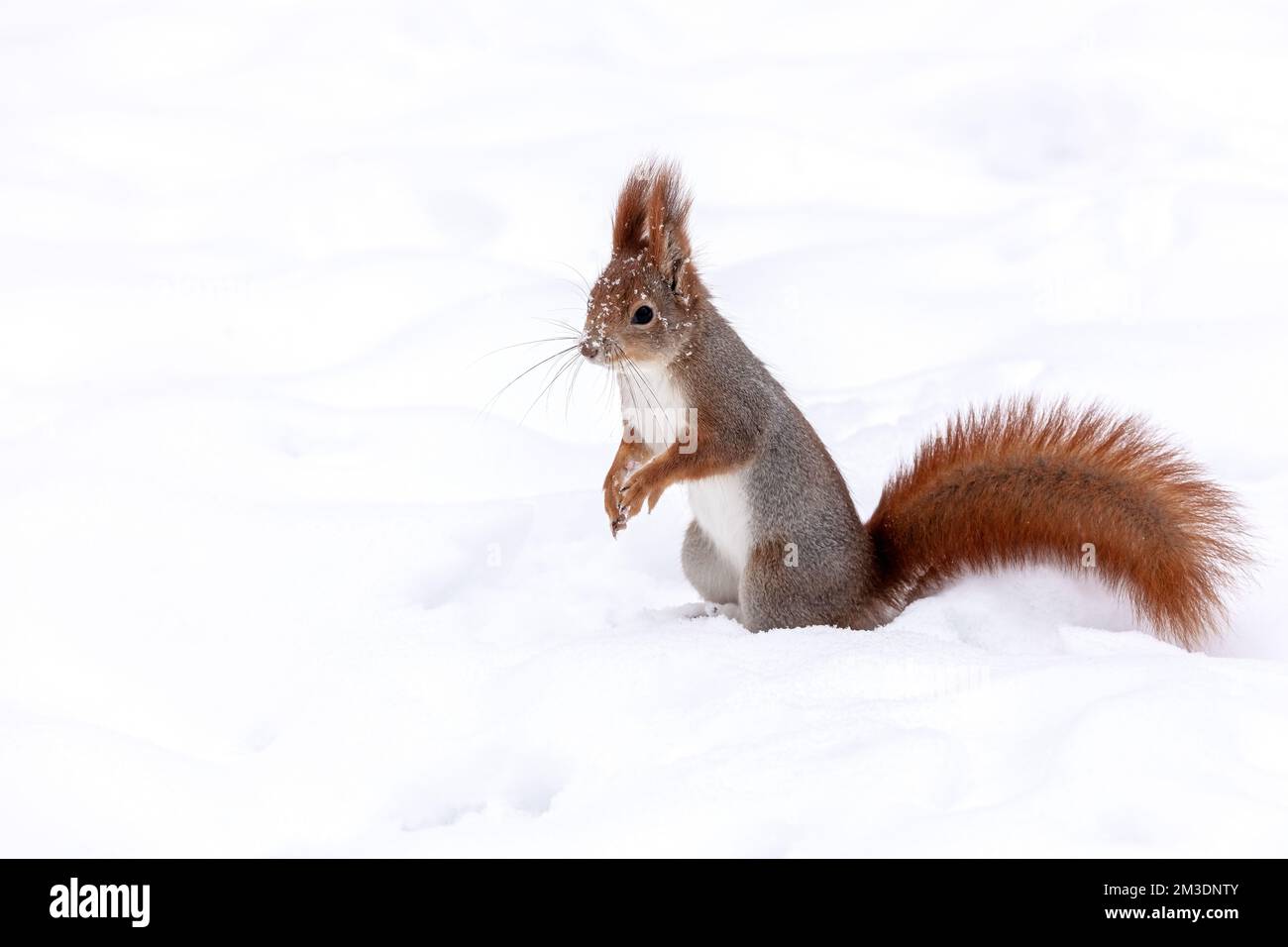 scoiattolo rosso giovane alla ricerca di cibo nel parco invernale, coperto di neve Foto Stock