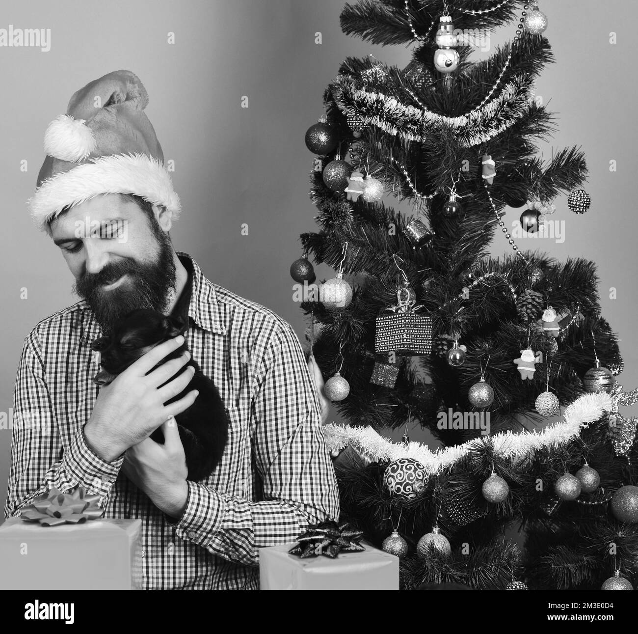 Babbo Natale coccole piccolo cane vicino albero di Natale. Foto Stock