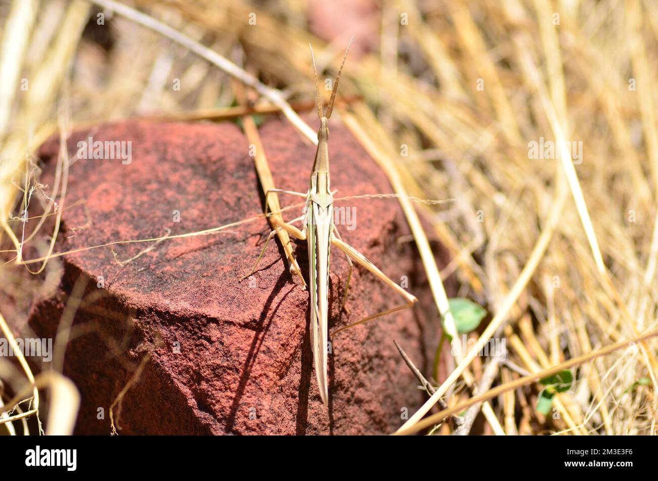 Locusta africana del deserto in namibia Africa peste tramoggia erba Foto Stock
