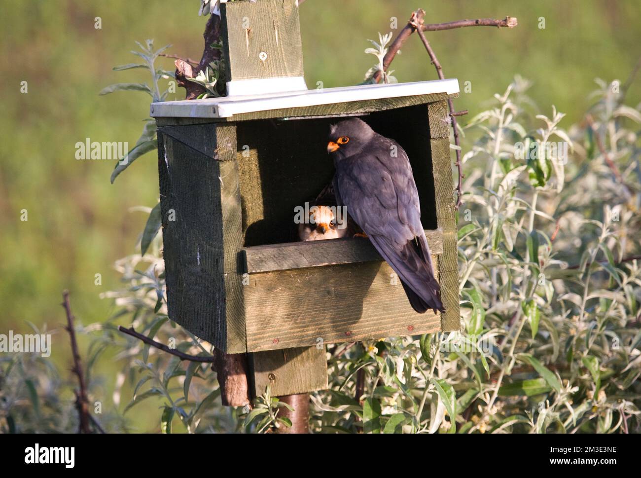 Roodpootvalk broedend in nestkast; rosso-footed falchi di allevamento in scatola di nido Foto Stock