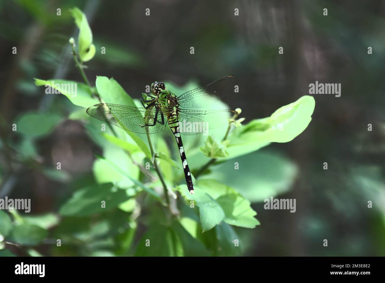 Un fuoco poco profondo sparo di dragonfly skimmer sottile sulle foglie di pianta verde nel giardino Foto Stock