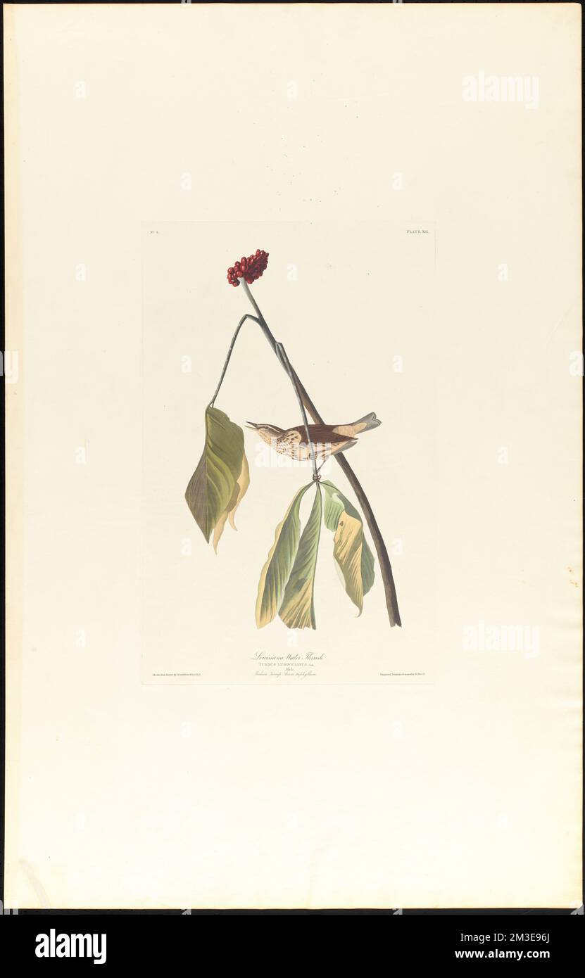 Luisiana: Turdus ludovicianus, AUD. Maschio. Rapa indiana. Arum trifyllum. c.1 v.1 Plate 19 , Uccelli, piante, Luisiana waterthrush, Jack-in-the-pulpito. Gli uccelli d'America - da disegni originali di John James Audubon Foto Stock