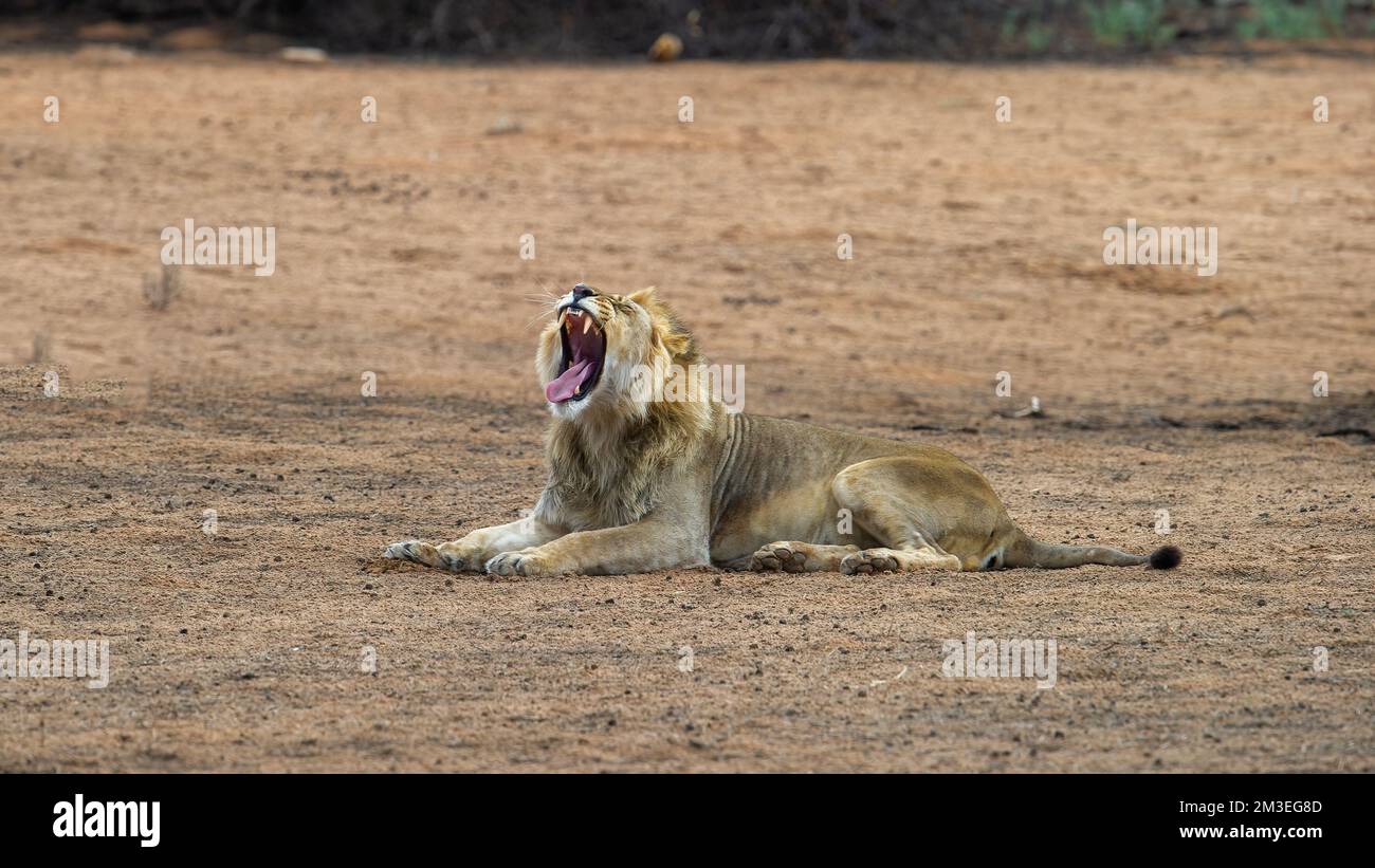 Leone (Panthera leo) Kgalagadi Parco transfrontaliero, Sudafrica Foto Stock