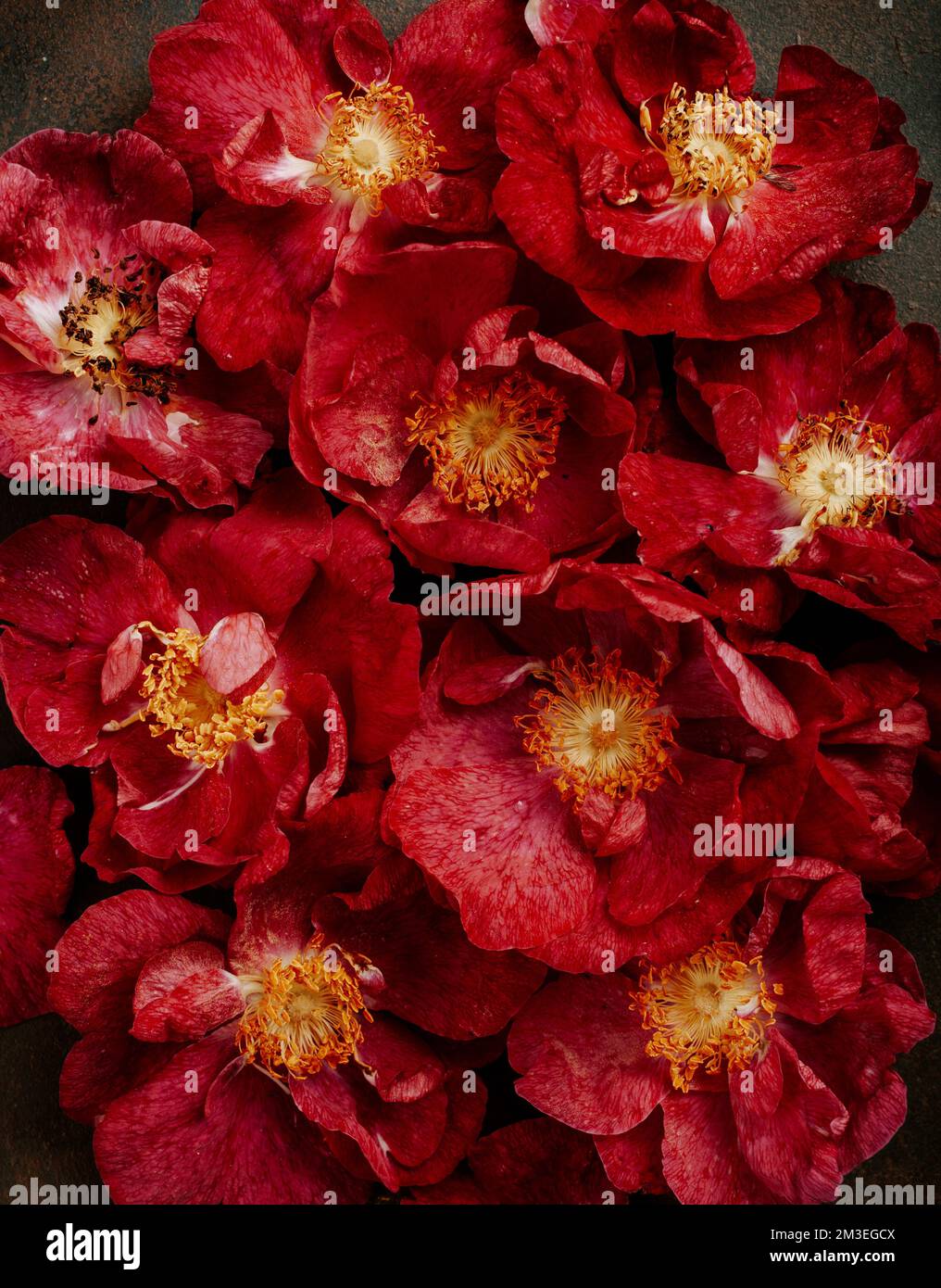 bello sfondo rosa di fiori dogrose Foto Stock