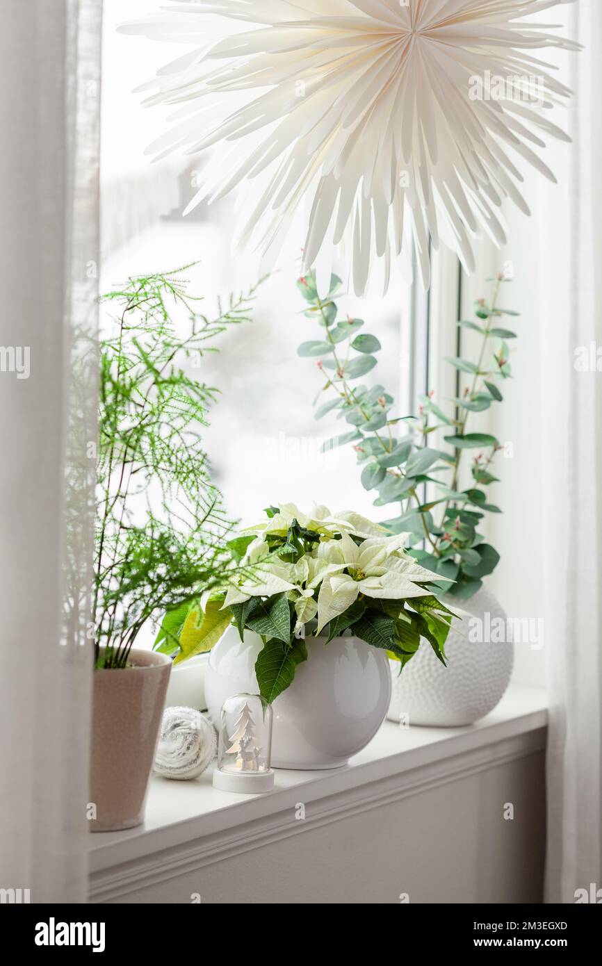 bianco accogliente finestra disposizione, inverno natale concetto, poinsettia fiore Foto Stock