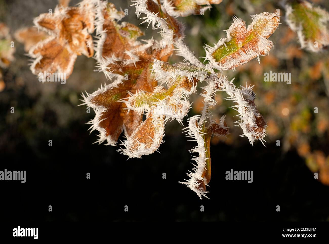 brina di buelo sulle foglie di quercia invernale, norfolk, inghilterra Foto Stock