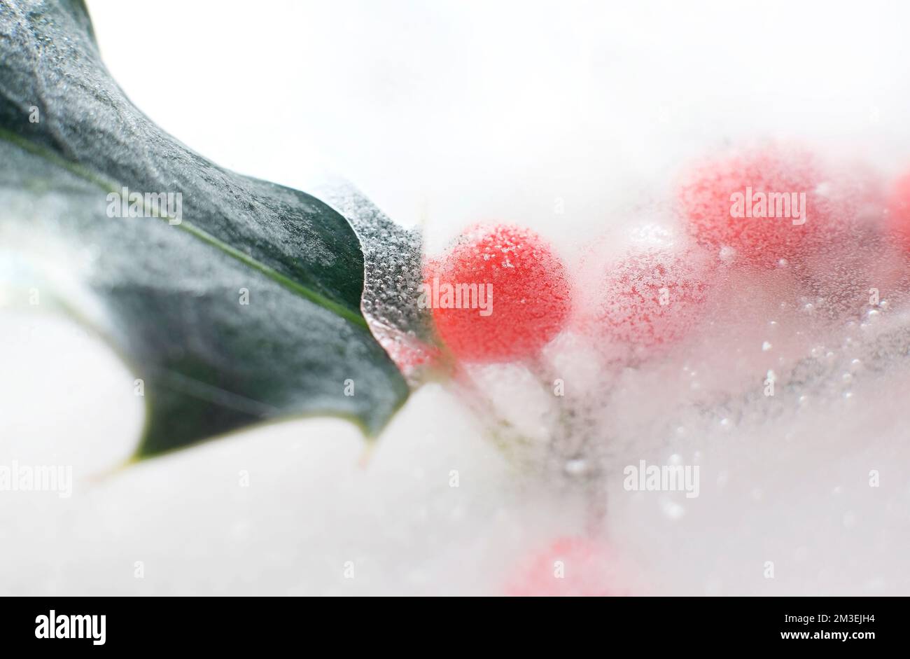 congelato in bacche agrifoglio rosso ghiaccio e foglie Foto Stock