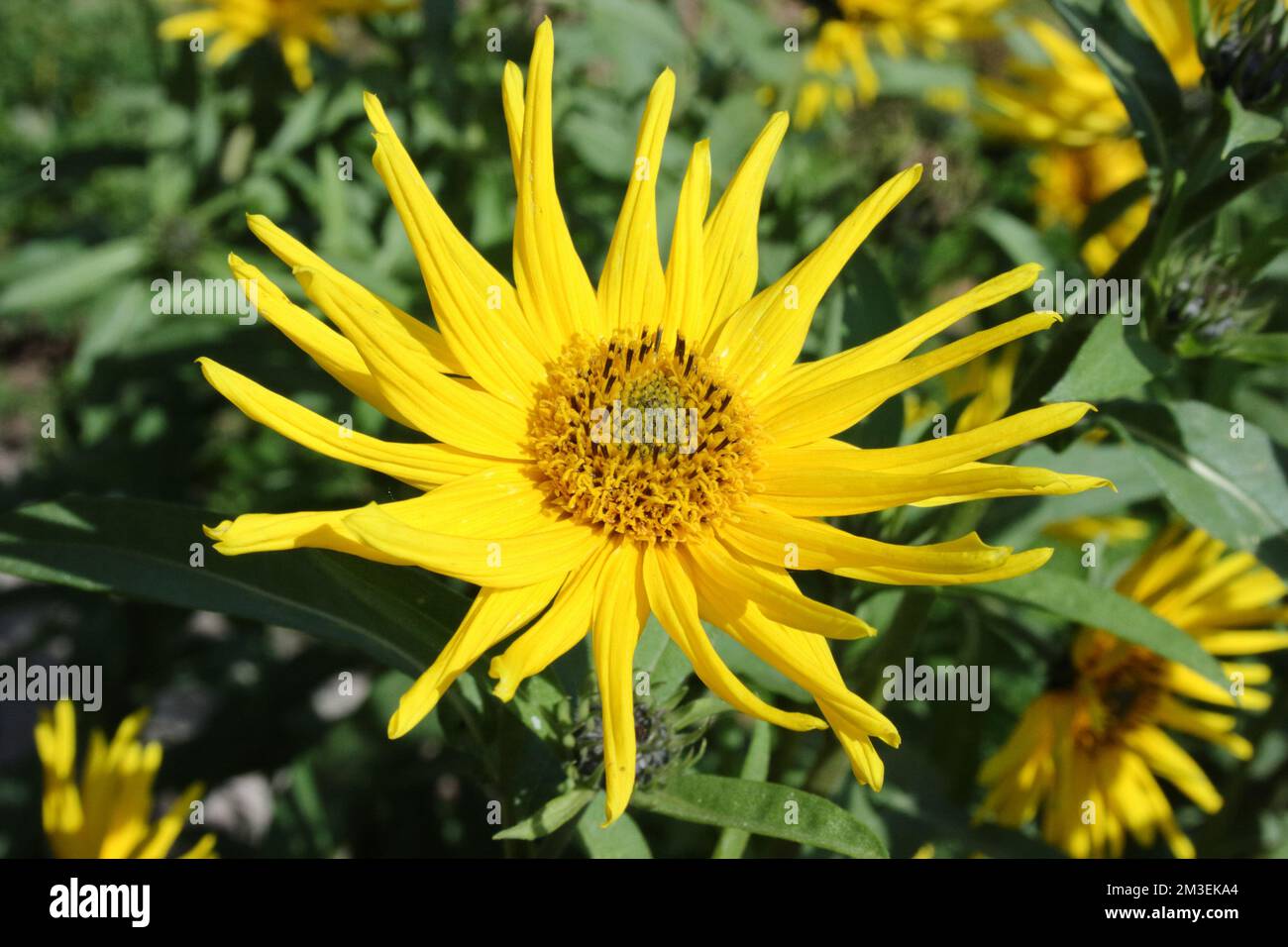 Fiore di Massimiliano Girasole (Helianthus maximiliani) Foto Stock