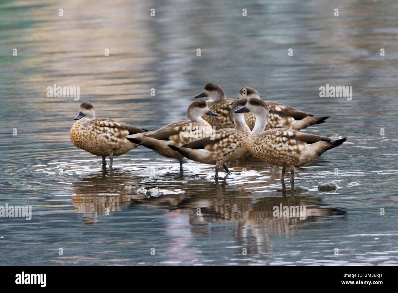 Eend Gekuifde, Crested Duck, Lophonetta specularioides Foto Stock