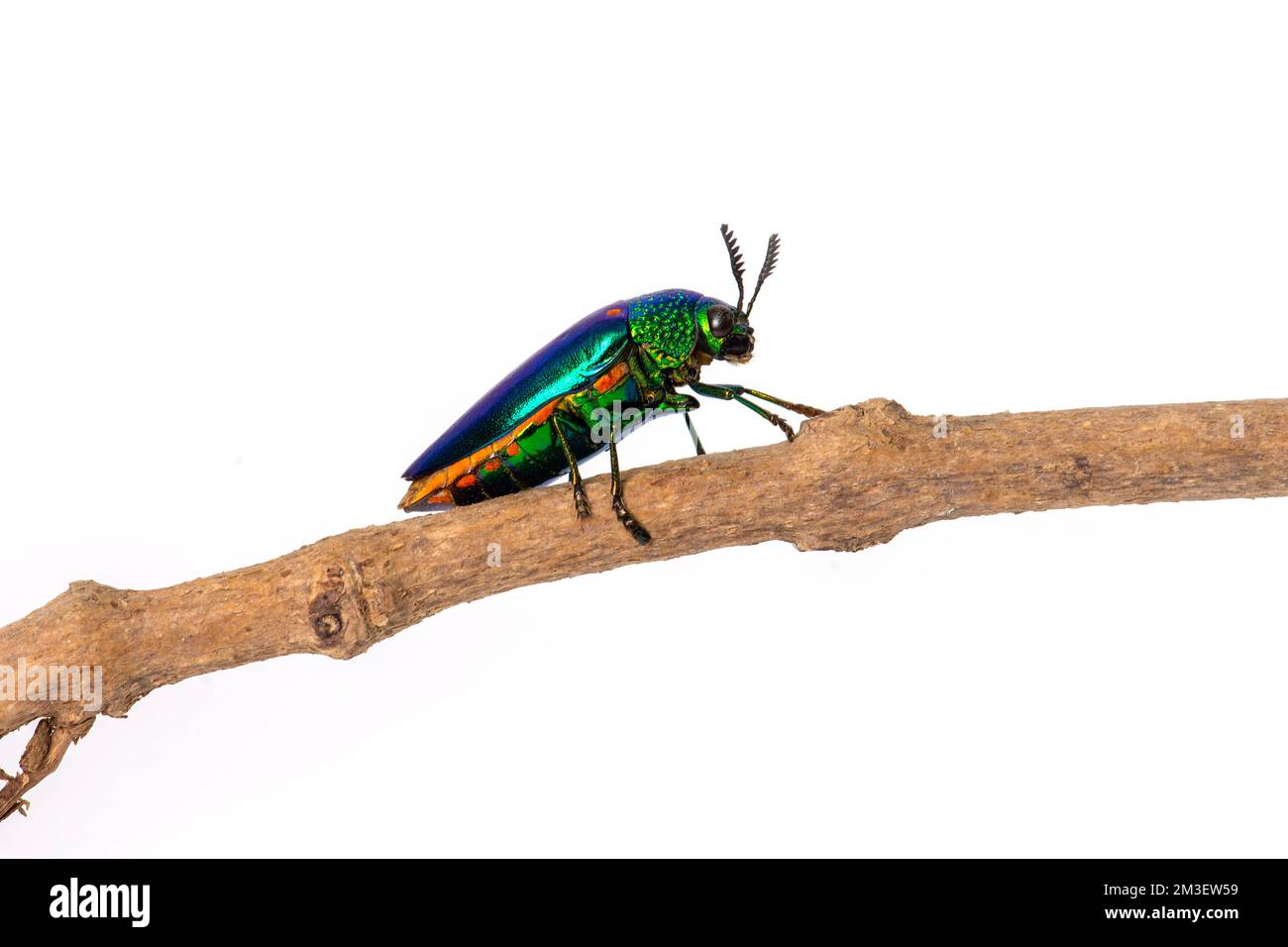 Vista laterale del colorato scarabeo Jewel in piedi su un ramo su sfondo bianco. Foto Stock
