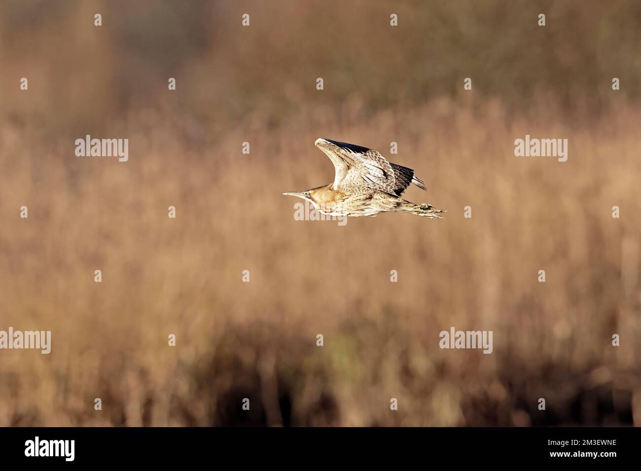 Leighton Moss Foto Stock