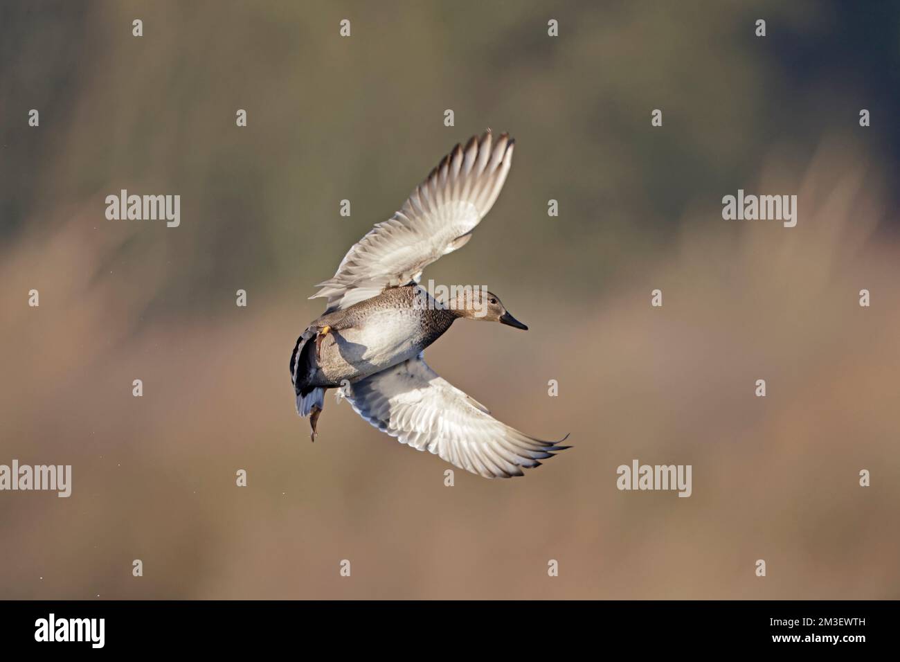 Gadwall in volo alla riserva RSPB di Leighton Moss Foto Stock