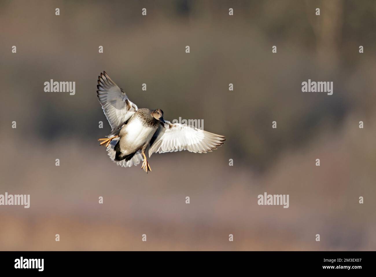 Gadwall in volo alla riserva RSPB di Leighton Moss Foto Stock