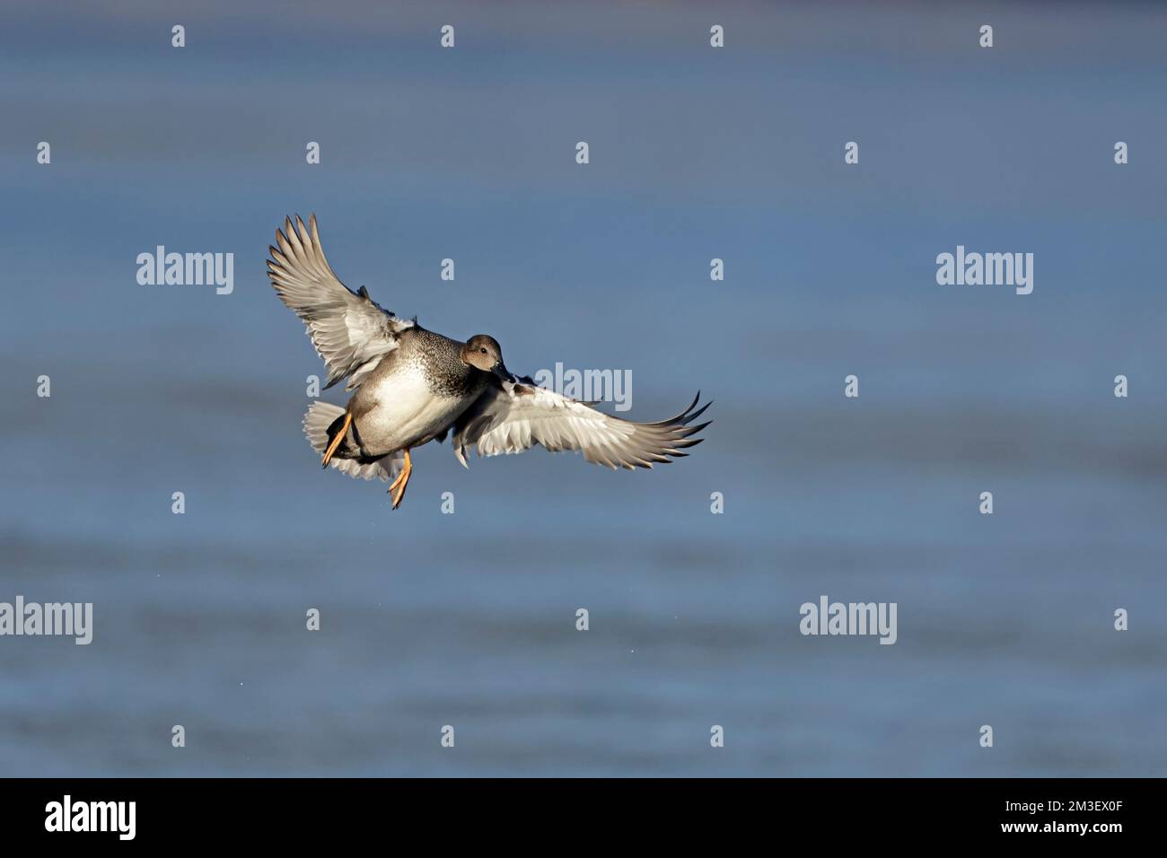 Gadwall in volo alla riserva RSPB di Leighton Moss Foto Stock