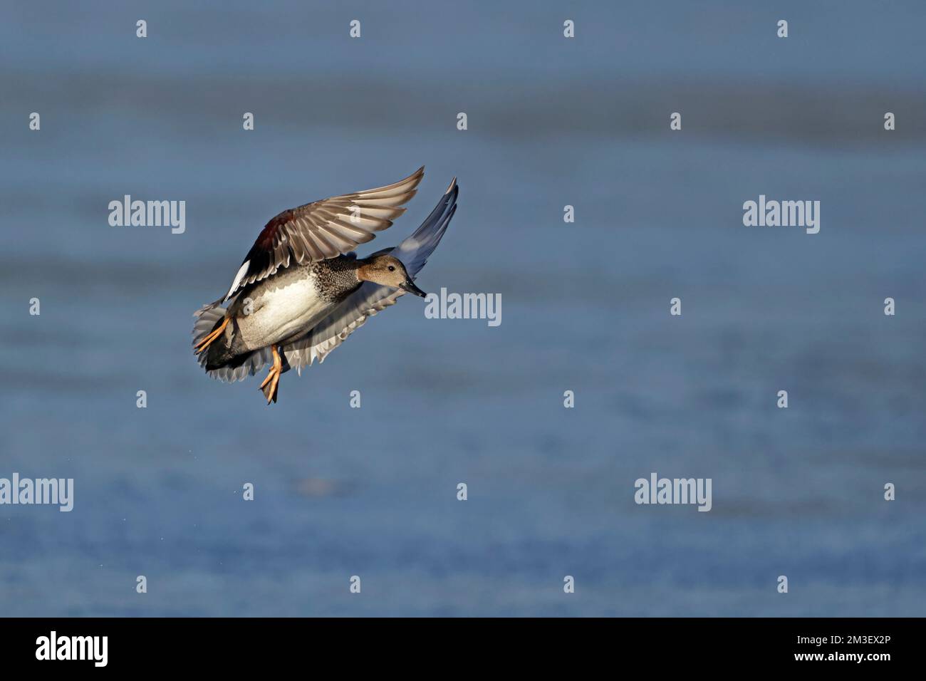 Gadwall in volo alla riserva RSPB di Leighton Moss Foto Stock