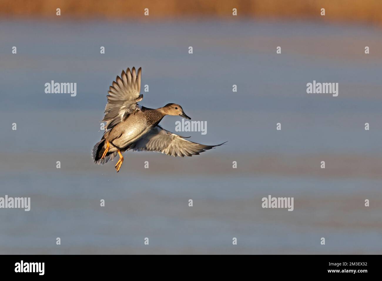 Gadwall in volo alla riserva RSPB di Leighton Moss Foto Stock