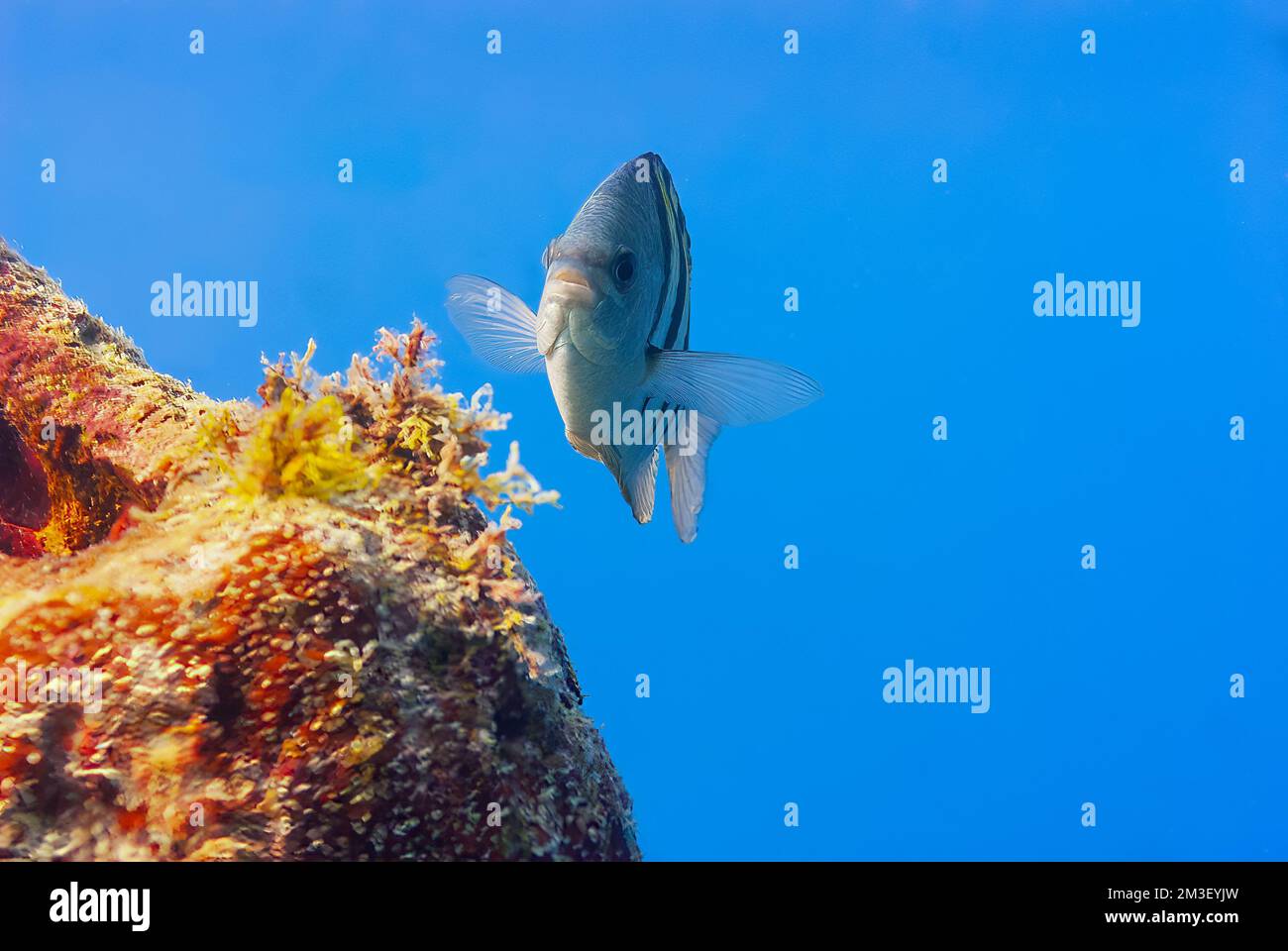 Selvaggio sergente maggiore o Abudefduf saxatilis nuoto sul corallo Foto Stock