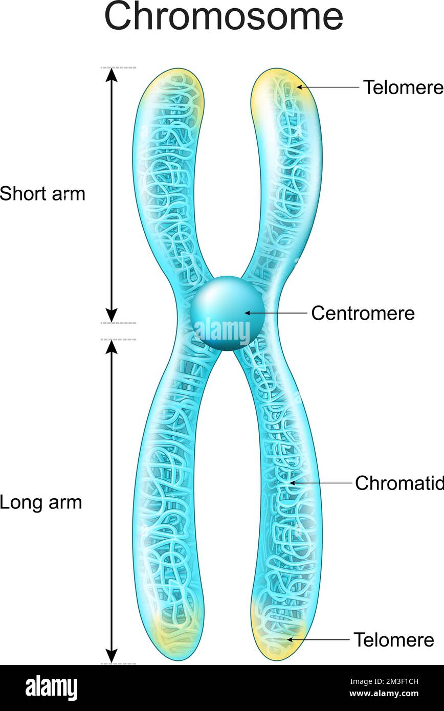 Struttura del cromosoma. Materiale genetico impaccato in un cromatide, centromero, corto e lungo braccio. metafase. Cromosoma trasparente con incandescente Illustrazione Vettoriale