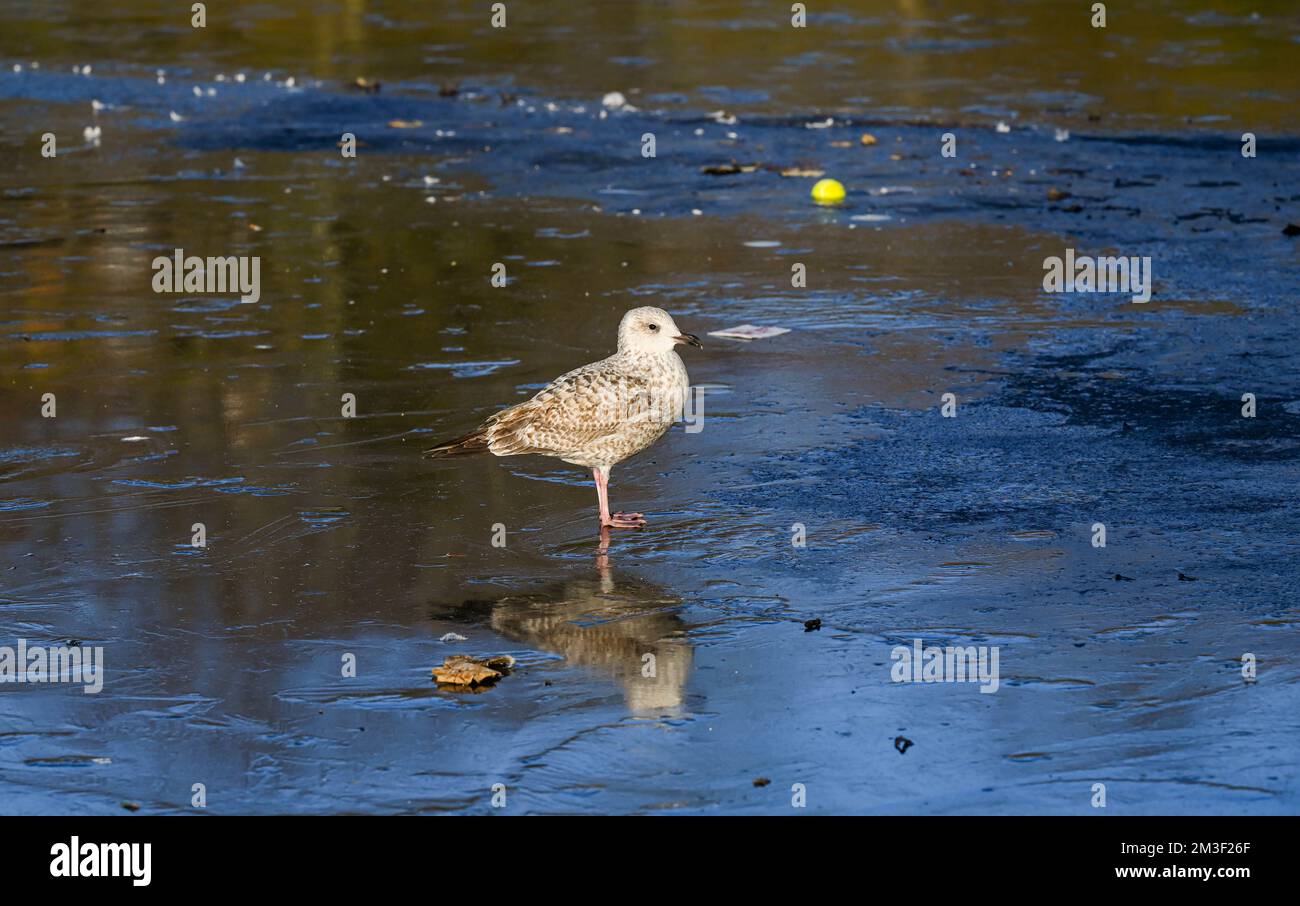 Brighton UK 15th dicembre 2022 - Un gabbiano giovanile di aringa sul ghiaccio al Queens Park stagno a Brighton come le condizioni climatiche gelide continuano in tutto il Regno Unito . : Credit Simon Dack / Alamy Live News Foto Stock