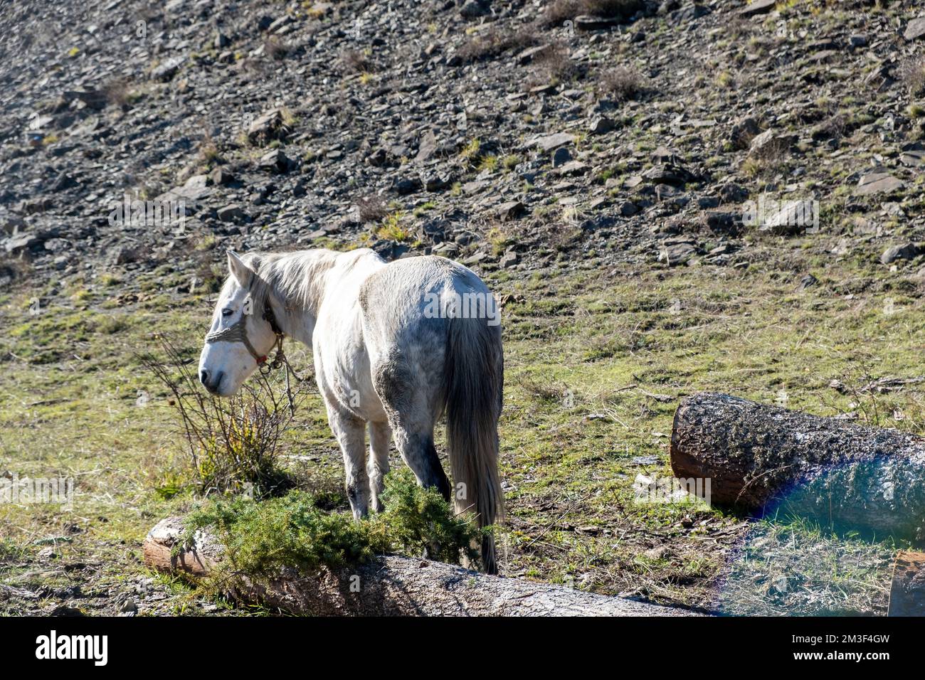 Cavallo bianco legato a sfondo di campo rurale di pietra. Dietro la vista di animali domestici che si erge da soli sotto il sole greco in campagna. Foto Stock