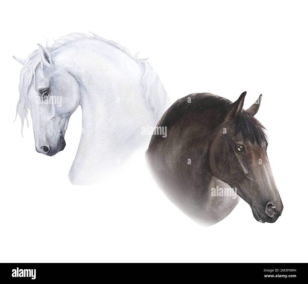 acquerello illustrazione dei ritratti di due cavalli isolati su sfondo bianco Foto Stock