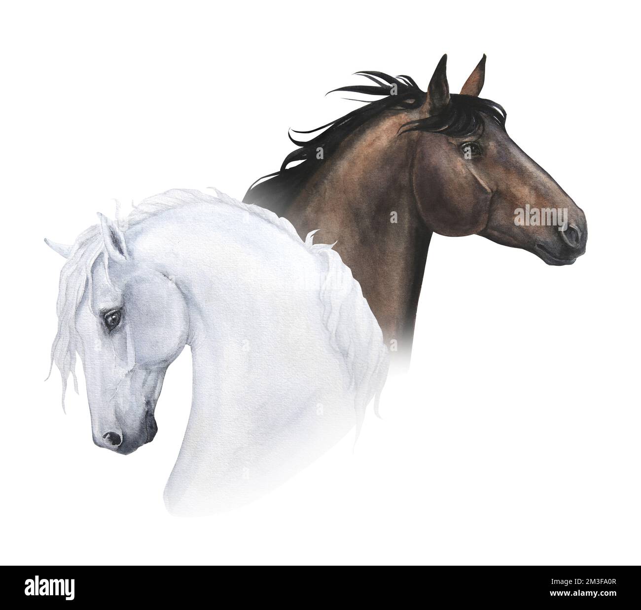 acquerello illustrazione dei ritratti di due cavalli isolati su sfondo bianco Foto Stock