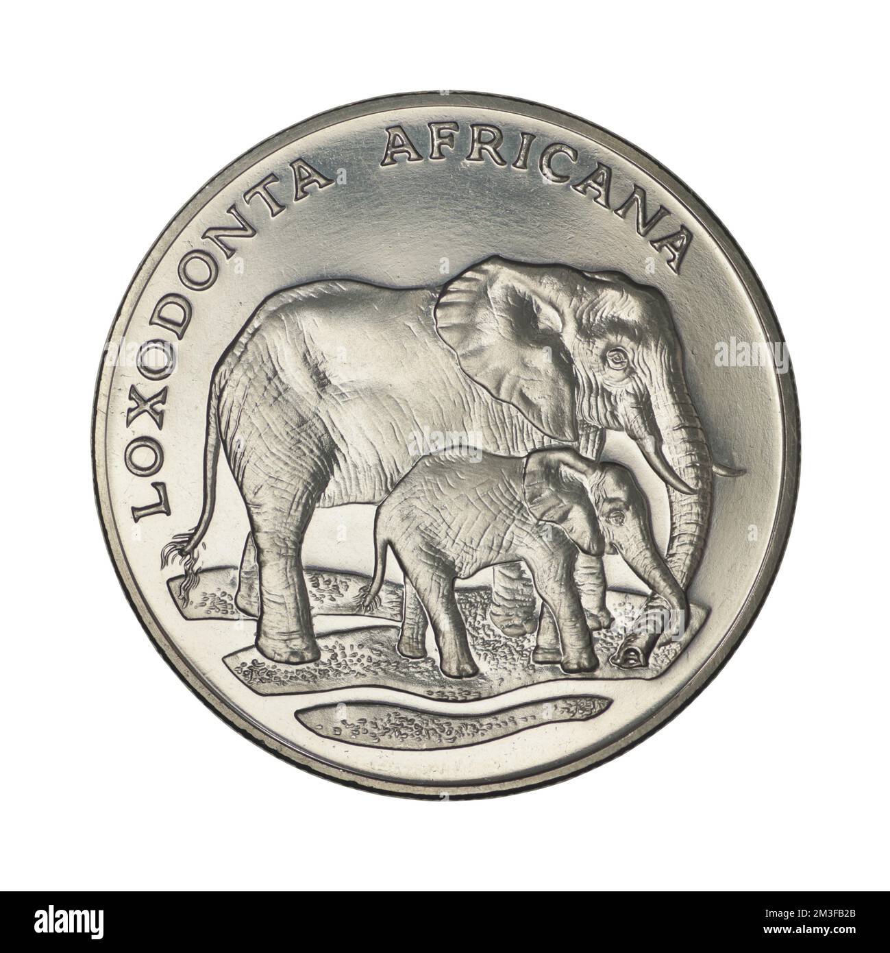 Elefante africano - LOXODONTA AFRICANA - 30 anni di WWF 1986 su sfondo bianco Foto Stock