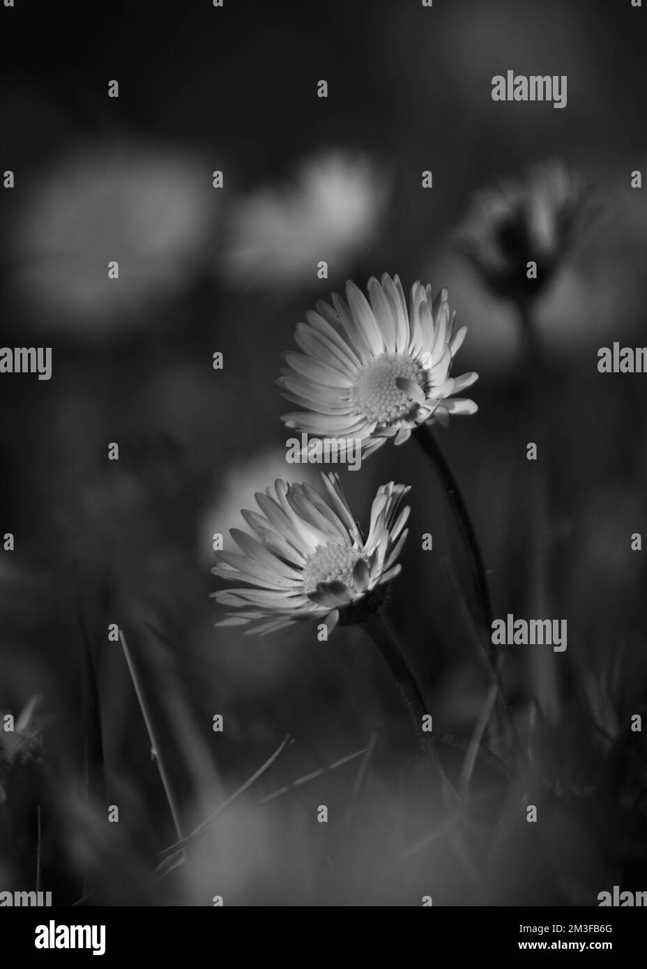 fiore bianco e nero in uno sfondo sfocato. primo piano con fiori a margherita. Foto Stock
