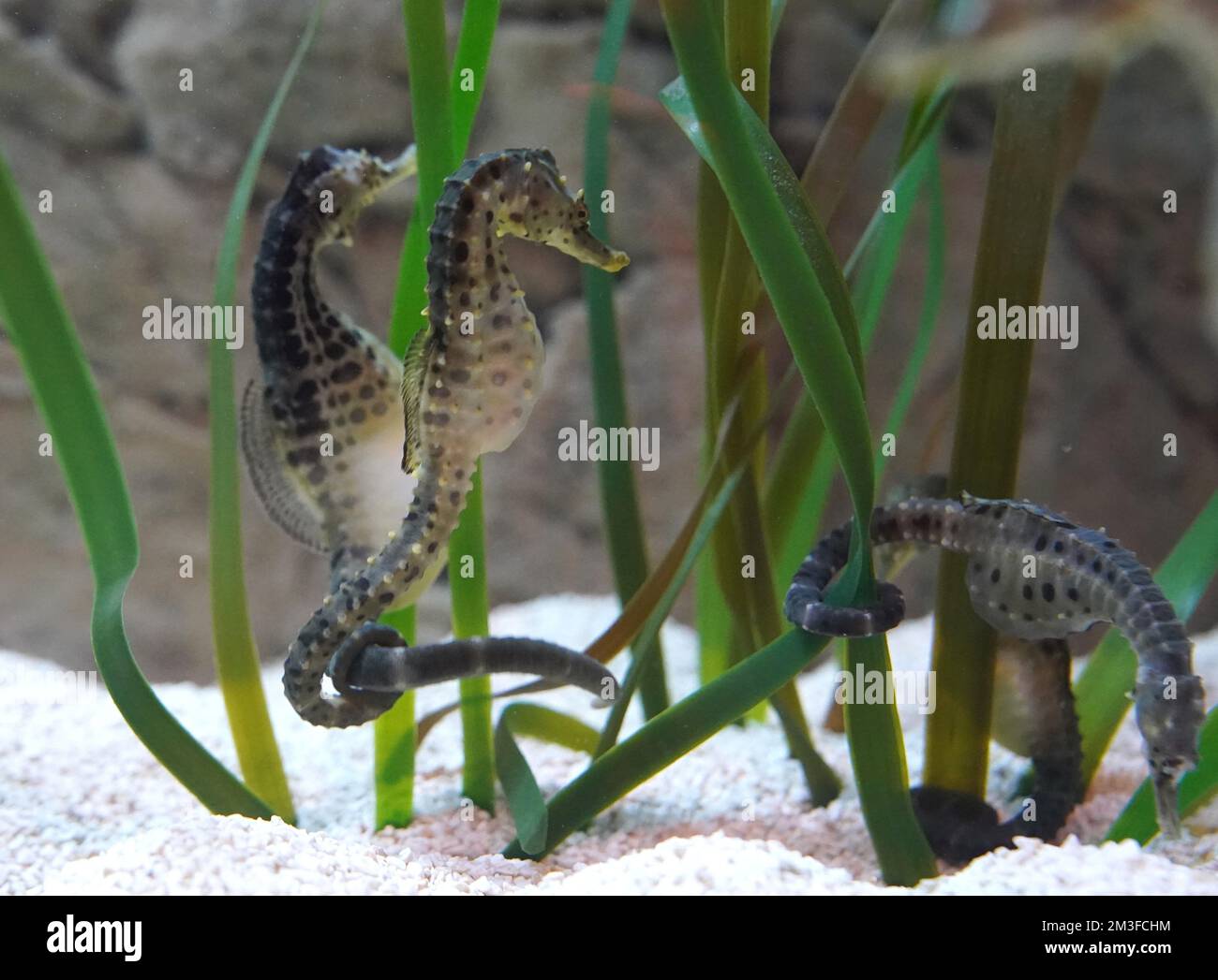 Timmendorfer Strand, Germania. 15th Dec, 2022. I cavallucci marini australiani in vaso nuotano in un acquario al Sea Life Timmendorfer Strand. Credit: Marcus Brandt/dpa/Alamy Live News Foto Stock