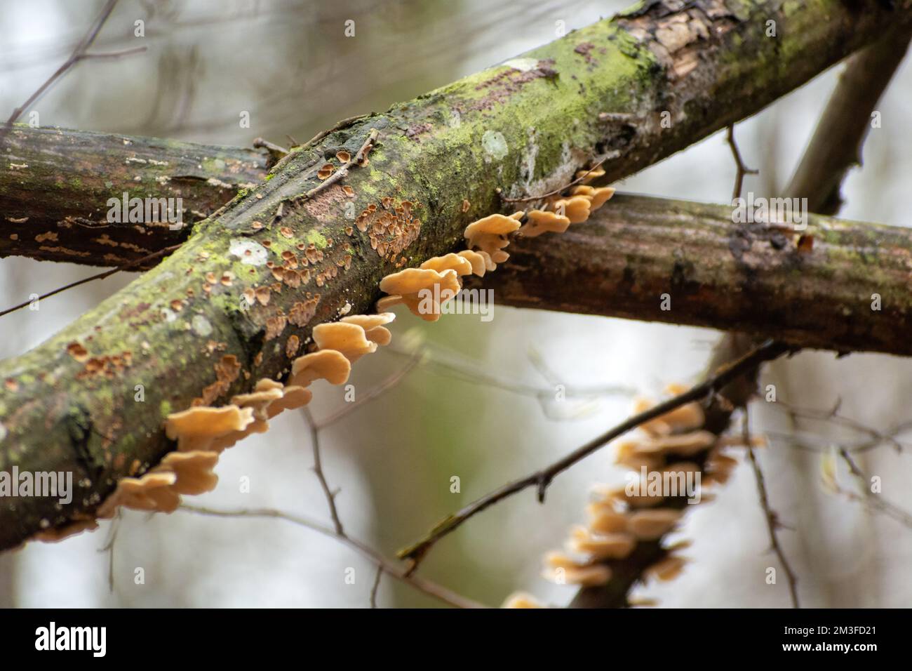 Un gruppo di funghi selvatici che crescono su un tronco d'albero, giorno di primavera Foto Stock