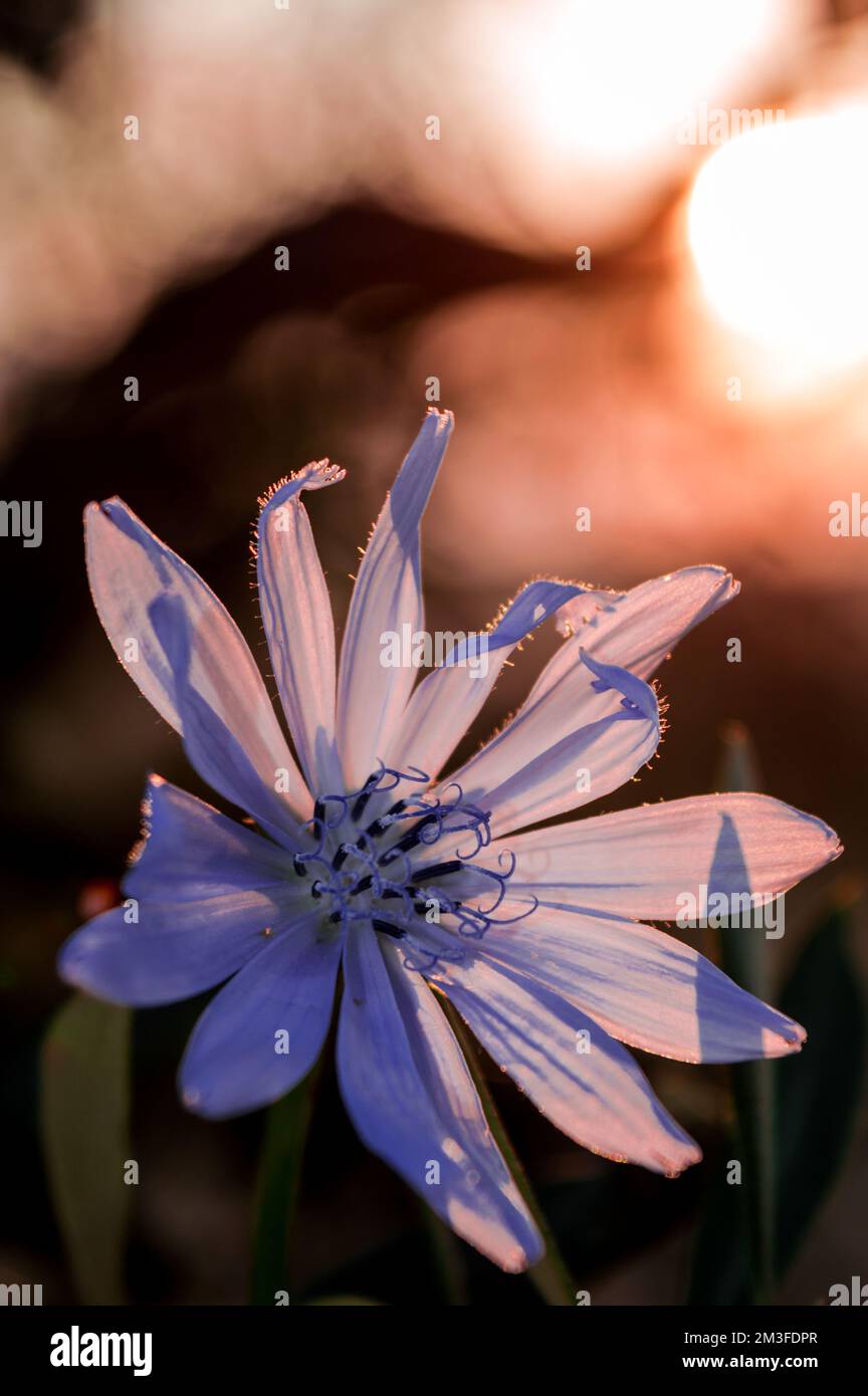 fiore viola e bianco su sfondo verde sfocato. flora sfocatura sfondo margherita fiore. Foto Stock