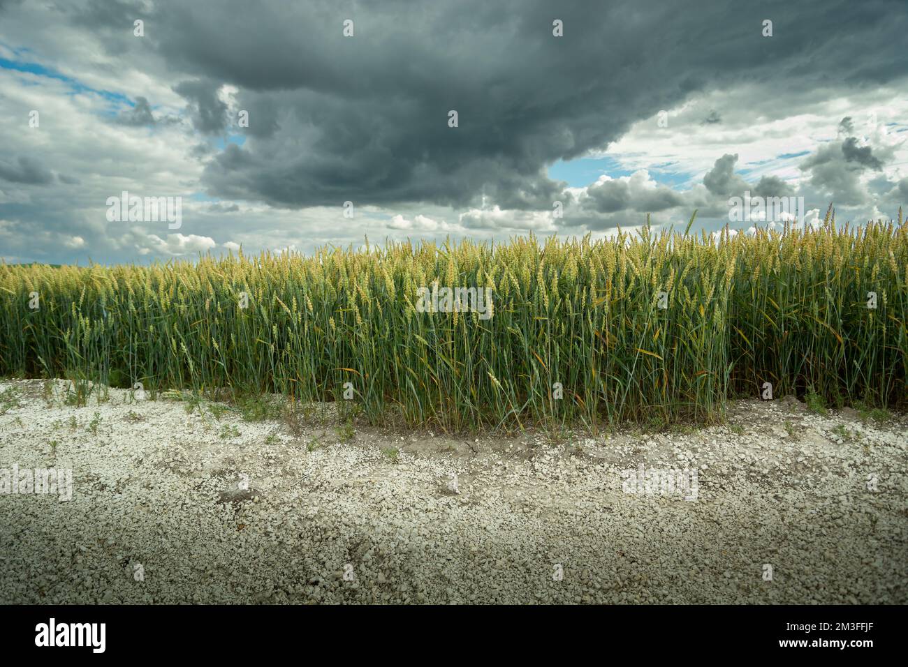Cielo nuvoloso su un campo di grano che cresce su terreno asciutto, vista rurale estiva Foto Stock