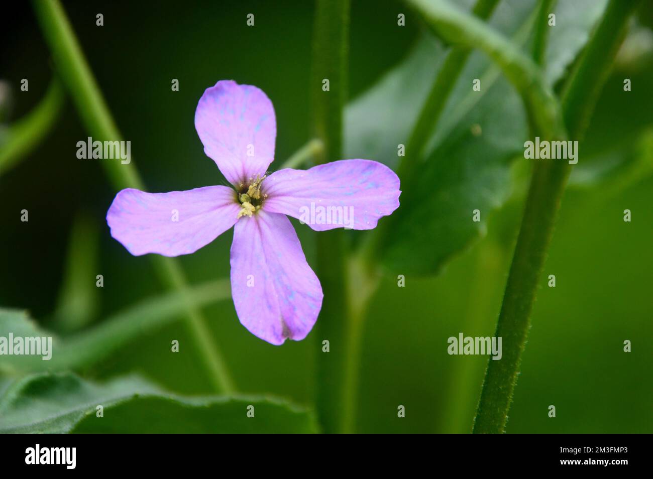 Lilic/Mauve/Purple Hesperis Matronalis (Dame's Violet) Fiori coltivati in un confine in un Giardino di campagna inglese, Lancashire, Inghilterra, Regno Unito. Foto Stock