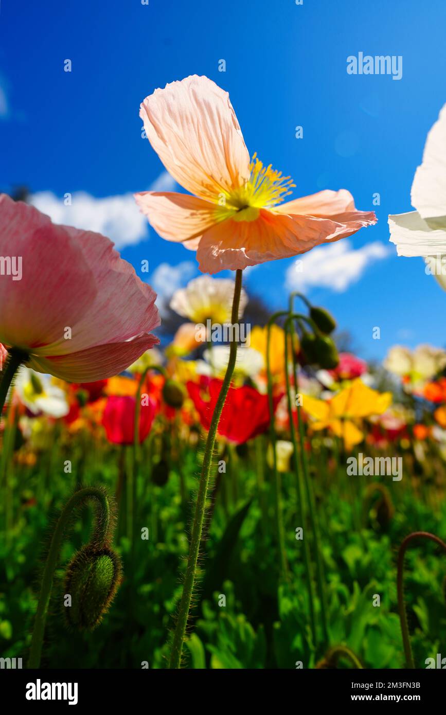 Una foto verticale selettiva di papavero islanda in un bellissimo giardino di fiori colorati Foto Stock
