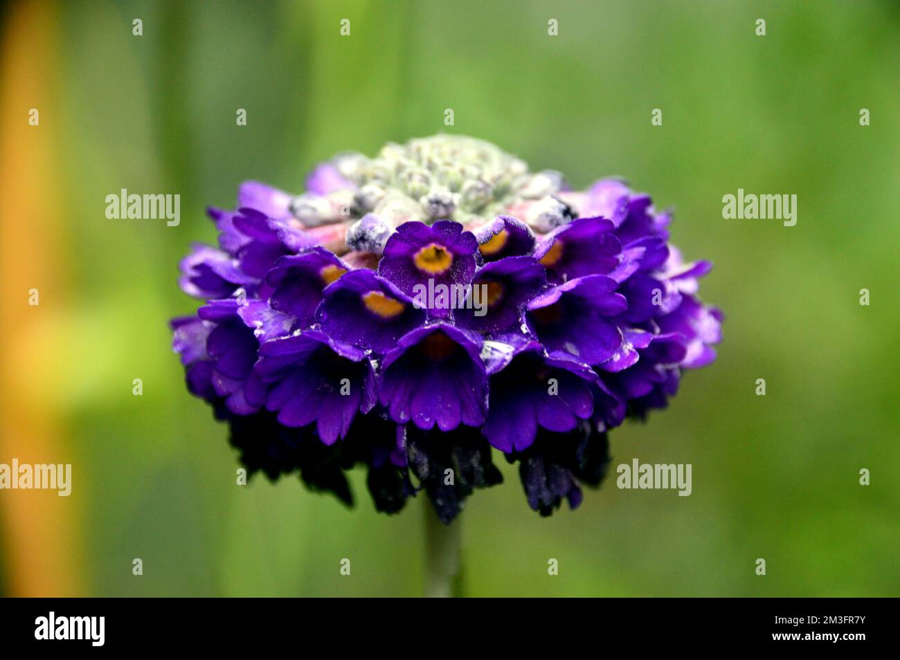 Single Blue/Violet Primula Capitata 'Noverna Deep Blue' (Primula Himalayana) Fiore coltivato in un giardino inglese di campagna, Lancashire, Inghilterra, UK. Foto Stock