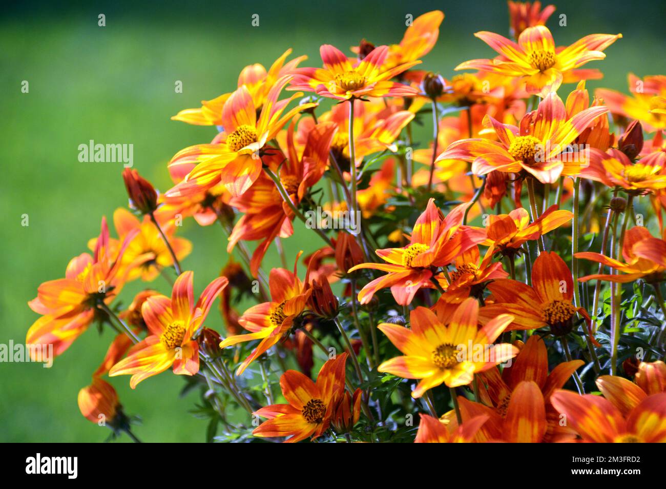 Fiori gialli e arancioni a forma di stella 'Taka Tukaa', cresciuti in un confine in un giardino di campagna inglese, Lancashire, Inghilterra, Regno Unito. Foto Stock