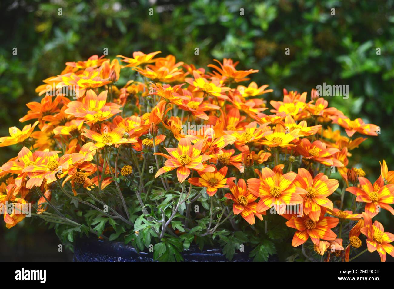 Fiori gialli e arancioni a forma di stella 'Taka Tukaa', cresciuti in un confine in un giardino di campagna inglese, Lancashire, Inghilterra, Regno Unito. Foto Stock