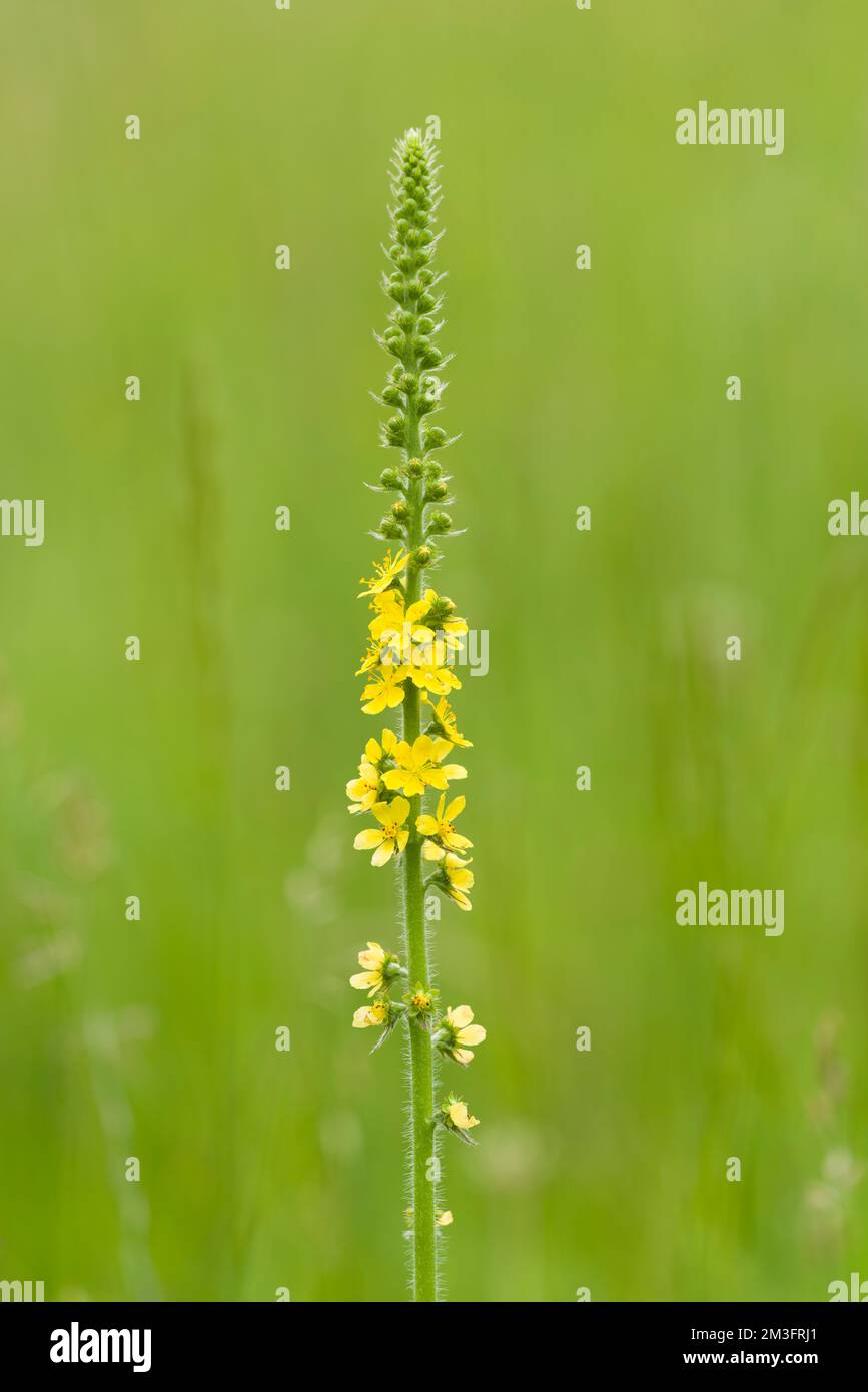 Agrimonia comune (Agrimonia eupatoria) in fiore nelle colline polden, Somerset, Inghilterra. Foto Stock