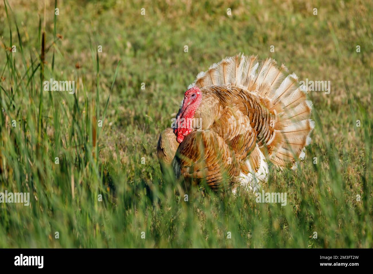Una Turchia su un prato Foto Stock
