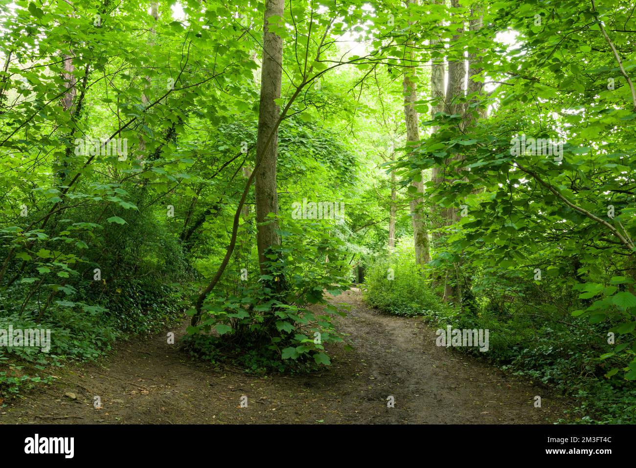 Un sentiero attraverso il bosco sulla collina di Ivythorn nelle colline di Polden, Somerset, Inghilterra. Foto Stock