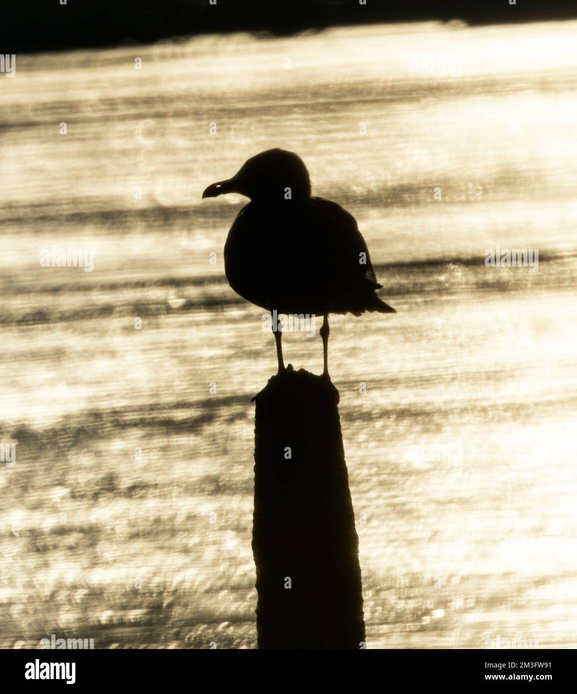 Il gabbiano di aringa è uno dei gabbiani più grandi che si trovano in tutto il Regno Unito. Non sono solo uccelli costieri in questi giorni, perché hanno approfittato degli esseri umani Foto Stock