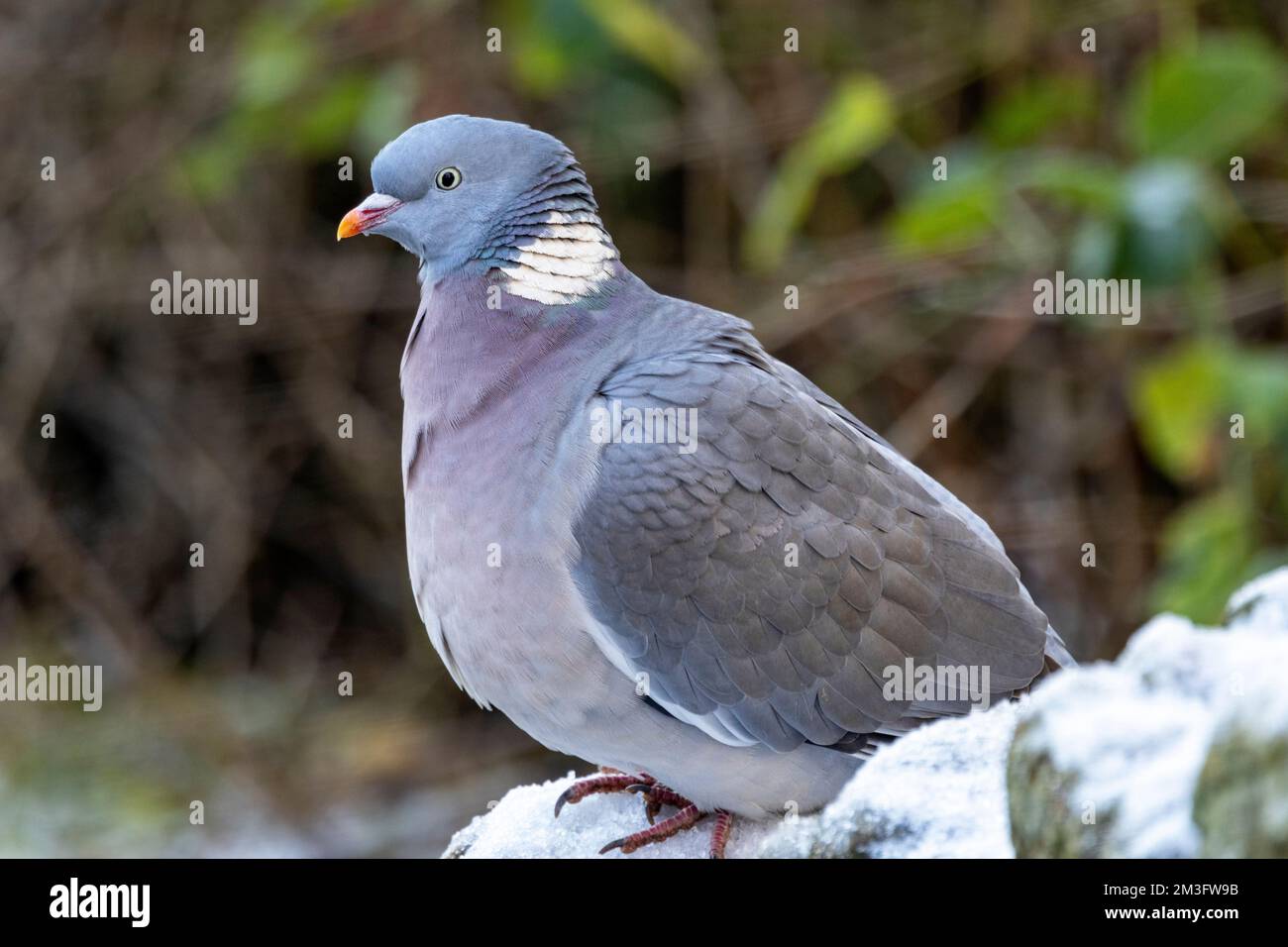 Il Wood Pigeon, il più grande della famiglia inglese di colombi, è altrettanto a casa in ambienti urbani come nelle aree rurali. In inverno formano grandi greggi Foto Stock