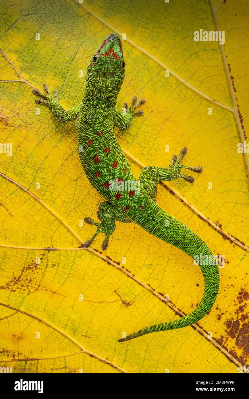 Primo piano di un Gecko verde del giorno del Gigante ( Phelsuma grandis ) su una foglia gialla autunnale Foto Stock